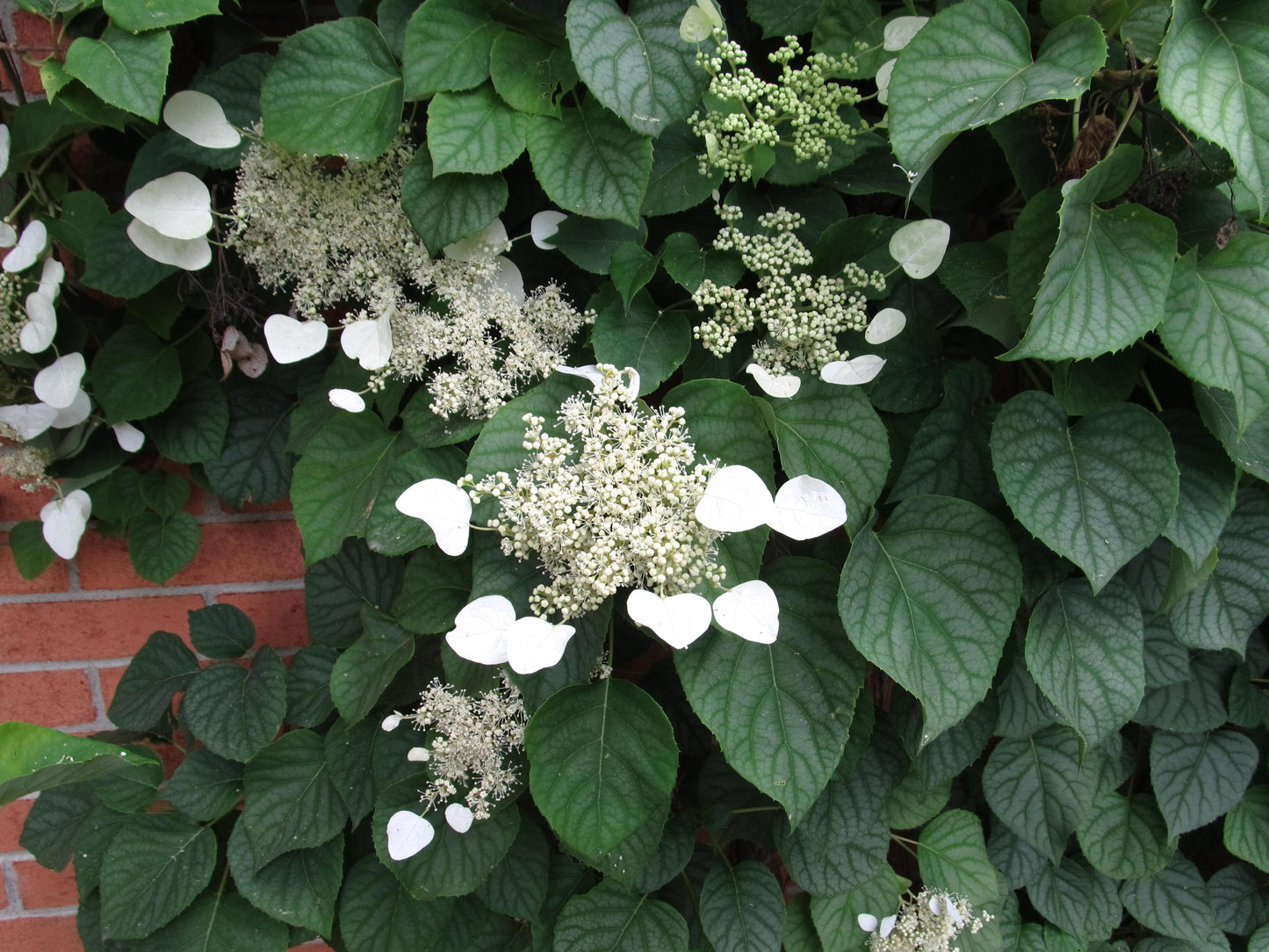 Schizophragma Hydrangeoides 'moonlight' Staked - View 26 from www redcrocus com