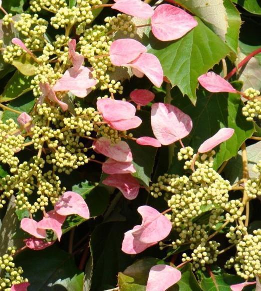 Schizophragma Hydrangeoides 'moonlight' Staked - View 27 from www redcrocus com