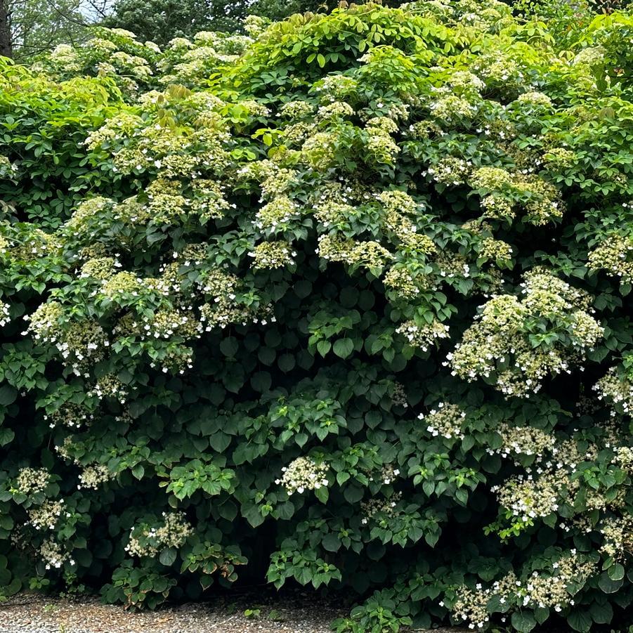 Schizophragma Hydrangeoides 'moonlight' Staked - View 29 from www redcrocus com
