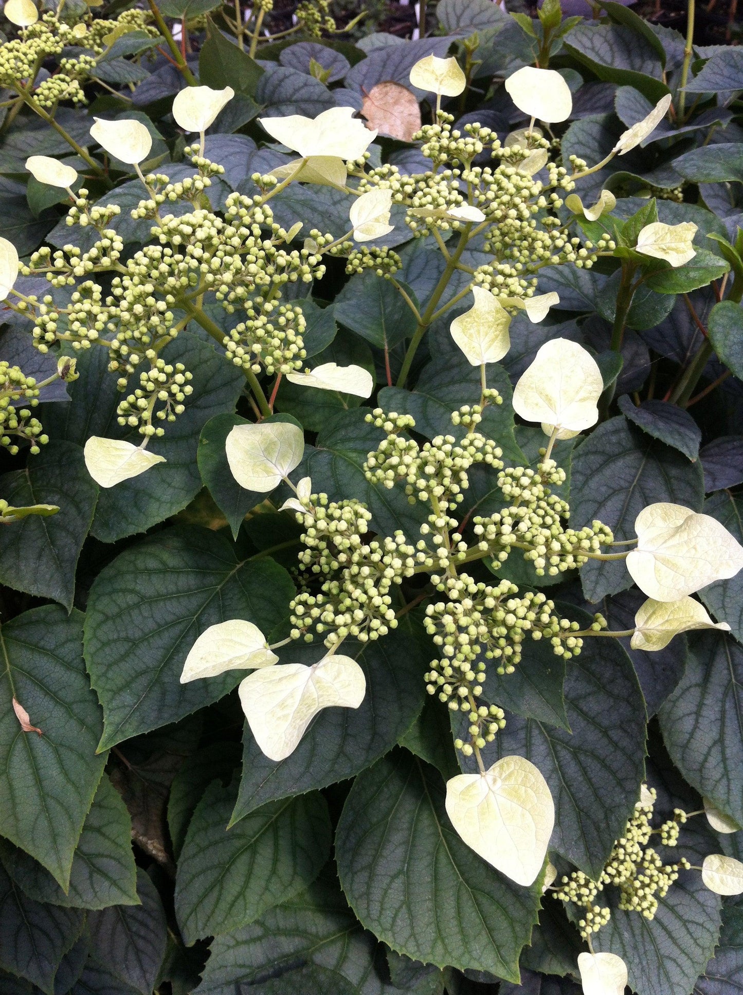 Schizophragma Hydrangeoides 'moonlight' Staked - View 2 from www redcrocus com