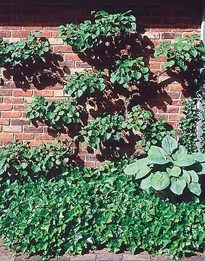 Schizophragma Hydrangeoides 'moonlight' Staked - View 30 from www redcrocus com