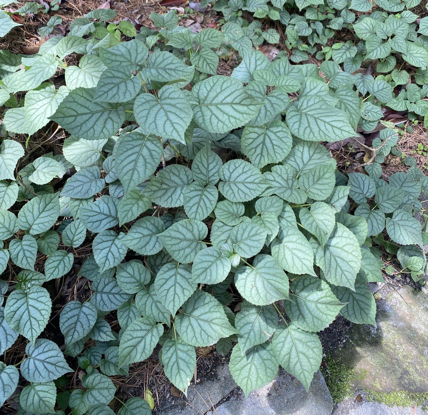 Schizophragma Hydrangeoides 'moonlight' Staked - View 35 from www redcrocus com