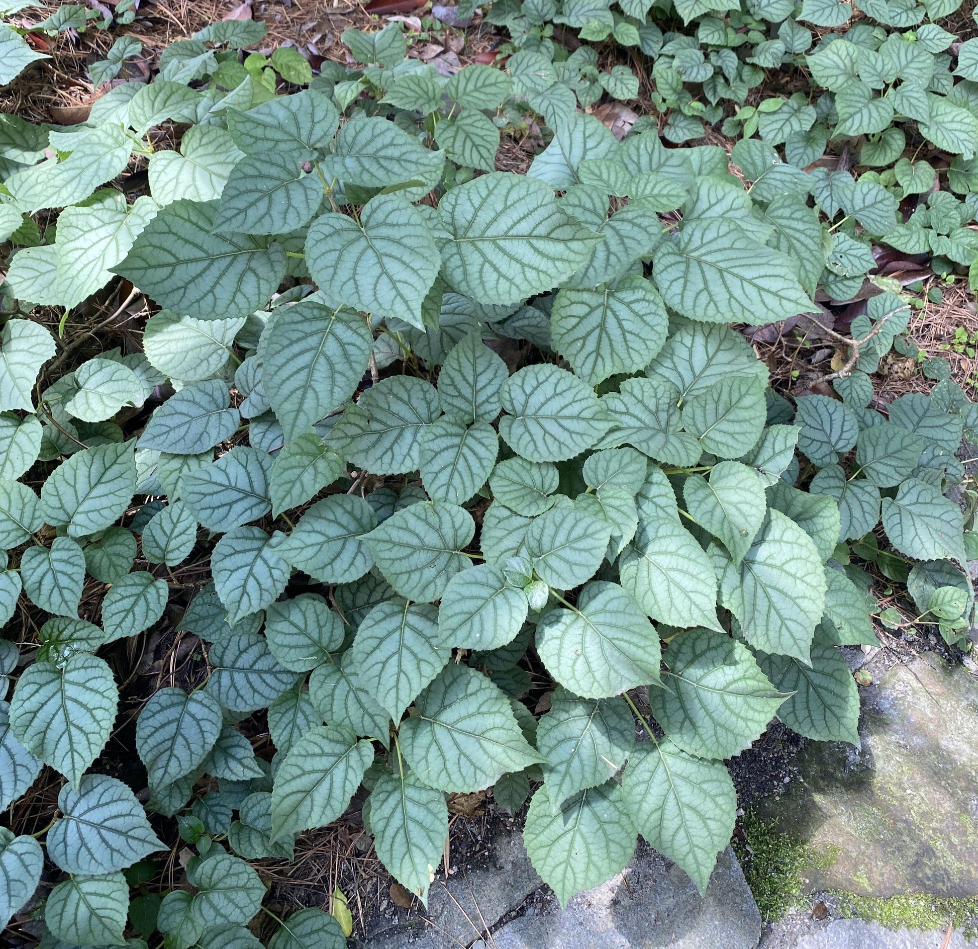 Schizophragma Hydrangeoides 'moonlight' Staked - View 35 from www redcrocus com