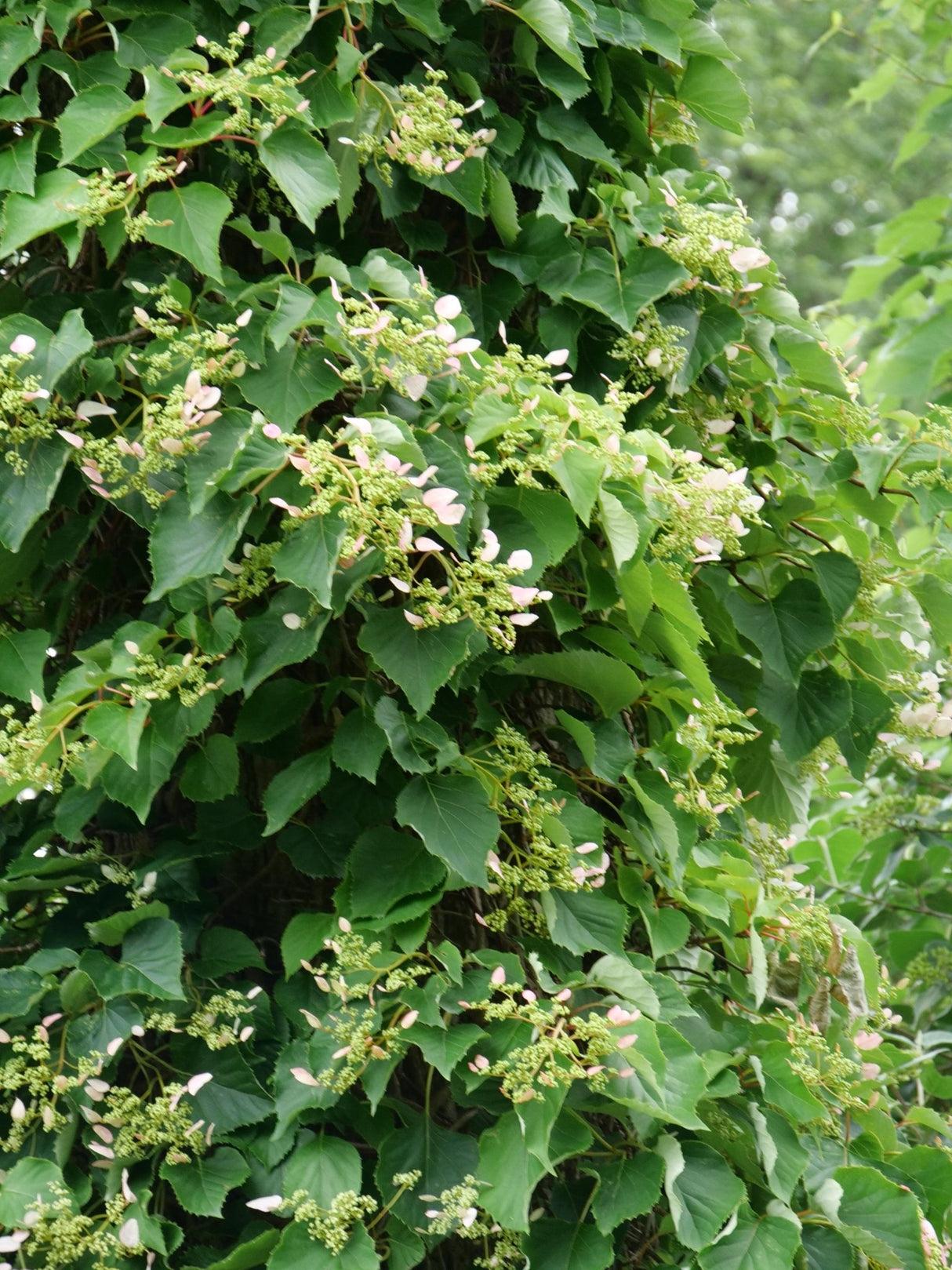 Schizophragma Hydrangeoides 'moonlight' Staked - View 39 from www redcrocus com