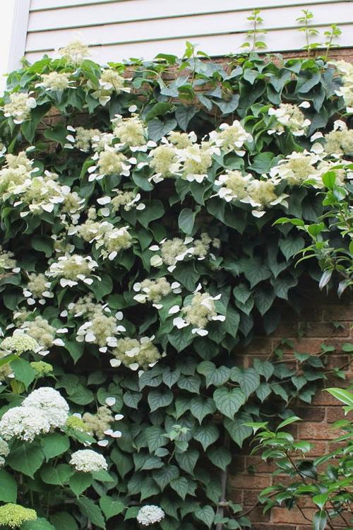 Schizophragma Hydrangeoides 'moonlight' Staked - View 3 from www redcrocus com