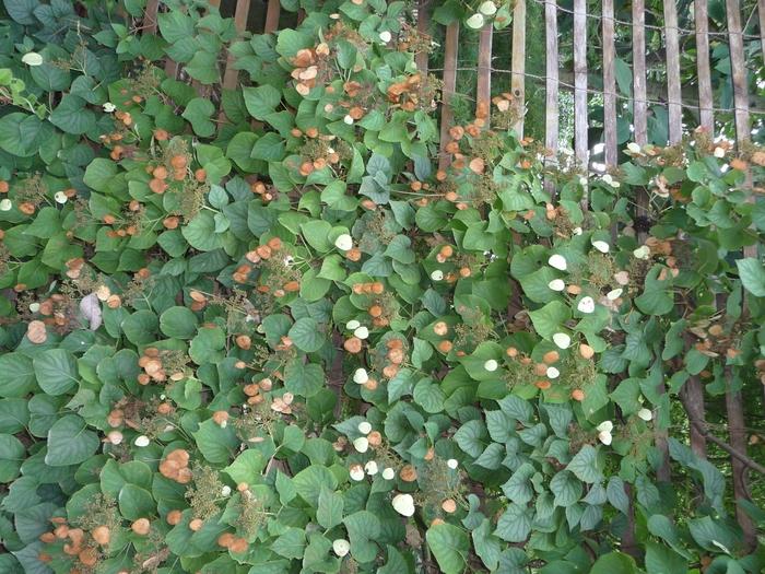 Schizophragma Hydrangeoides 'moonlight' Staked - View 40 from www redcrocus com