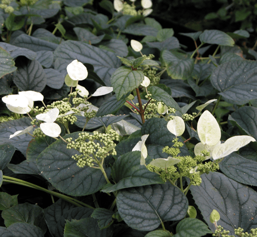 Schizophragma Hydrangeoides 'moonlight' Staked - View 4 from www redcrocus com