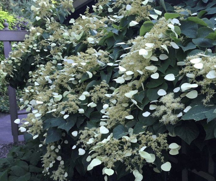 Schizophragma Hydrangeoides 'moonlight' Staked - View 5 from www redcrocus com