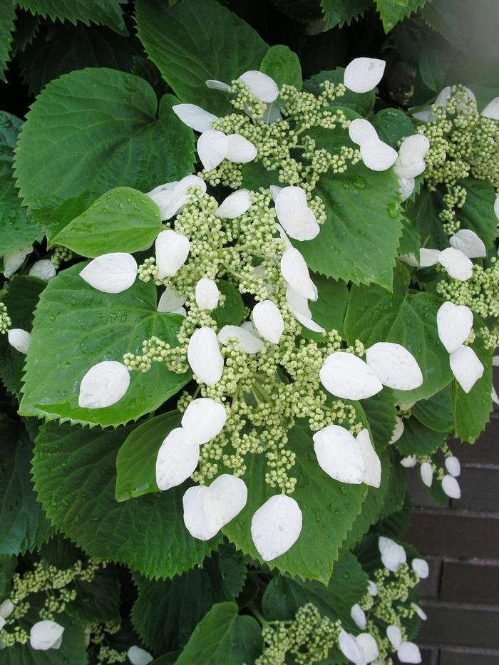 Schizophragma Hydrangeoides 'moonlight' Staked - View 7 from www redcrocus com