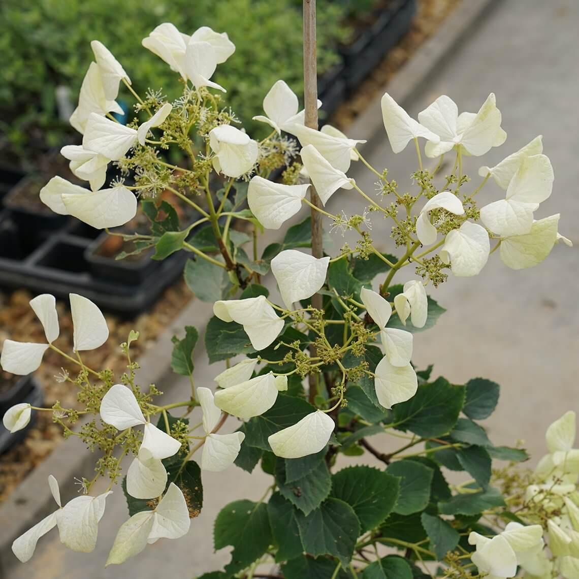 Schizophragma Hydrangeoides 'moonlight' Staked - View 8 from www redcrocus com