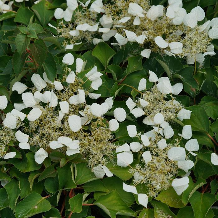 Schizophragma Hydrangeoides 'moonlight' Staked - View 9 from www redcrocus com
