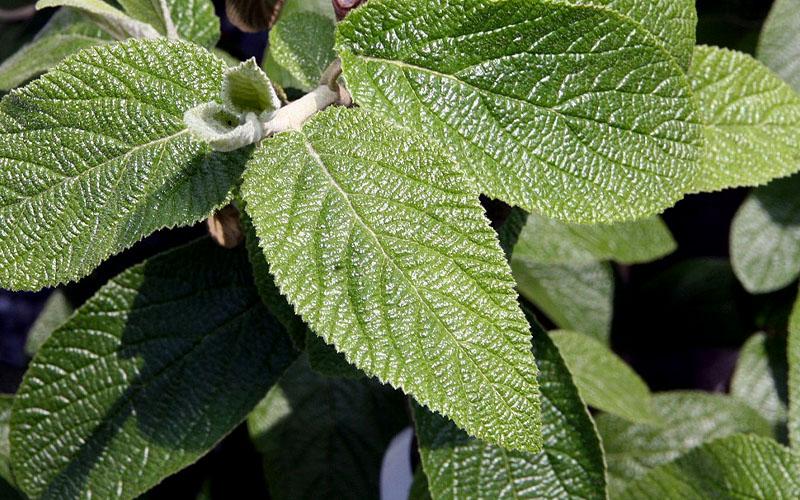 Viburnum Rhytidophylloides - View 10 from www redcrocus com