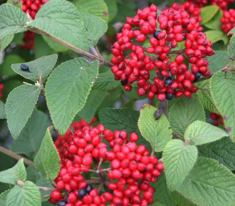 Viburnum Rhytidophylloides - View 11 from www redcrocus com