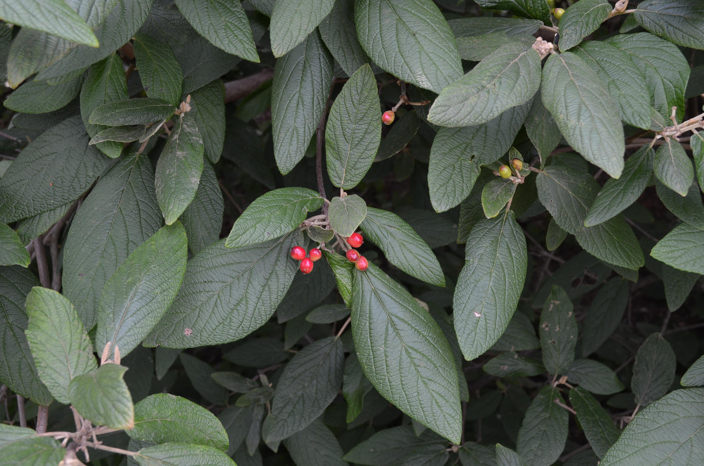 Viburnum Rhytidophylloides - View 12 from www redcrocus com