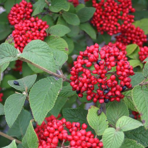 Viburnum Rhytidophylloides - View 13 from www redcrocus com