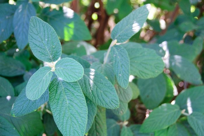 Viburnum Rhytidophylloides - View 15 from www redcrocus com