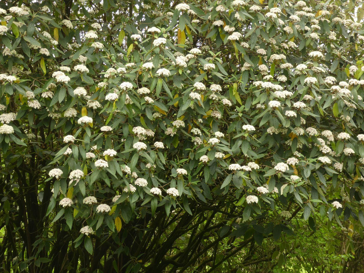 Viburnum Rhytidophylloides - View 19 from www redcrocus com