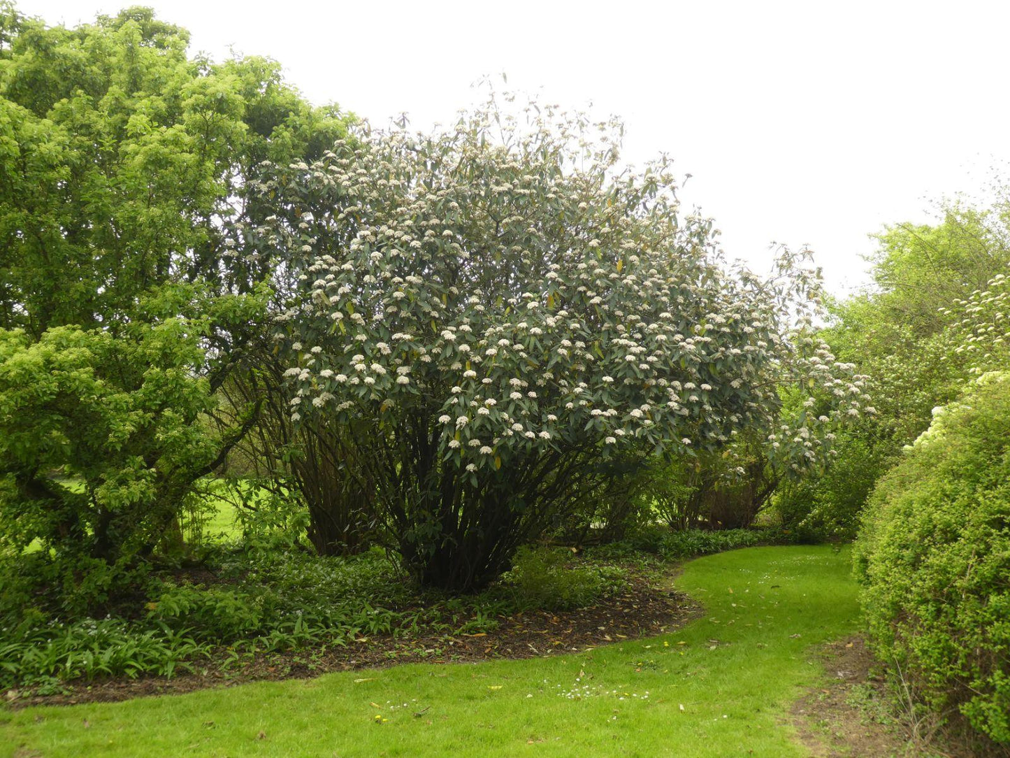 Viburnum Rhytidophylloides - View 1 from www redcrocus com