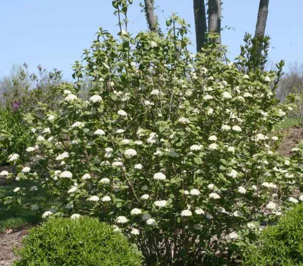 Viburnum Rhytidophylloides - View 22 from www redcrocus com