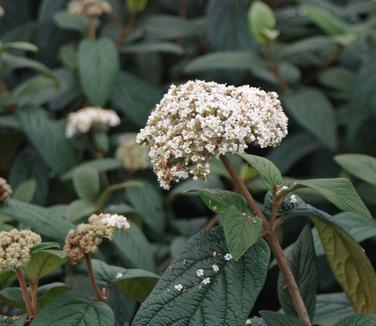 Viburnum Rhytidophylloides - View 26 from www redcrocus com