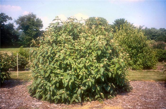 Viburnum Rhytidophylloides - View 27 from www redcrocus com