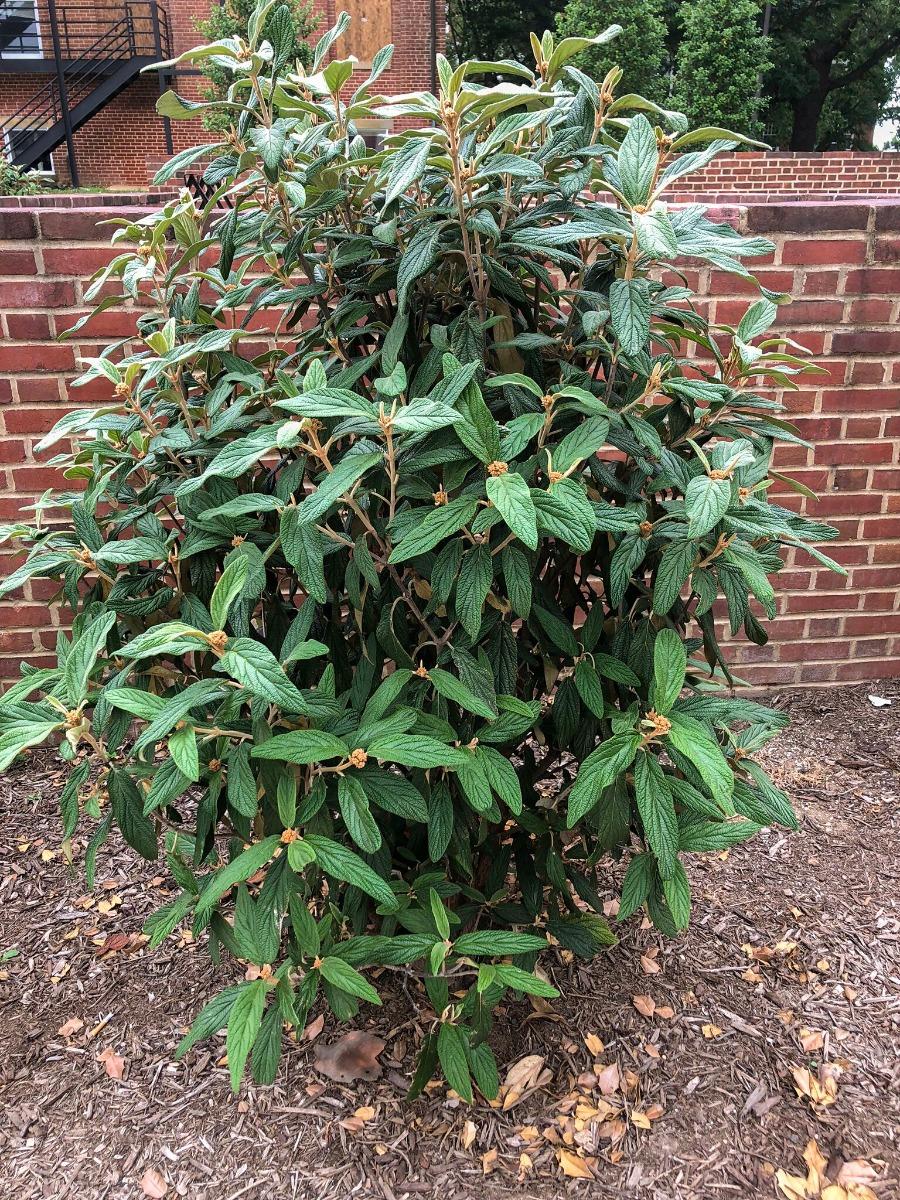 Viburnum Rhytidophylloides - View 28 from www redcrocus com