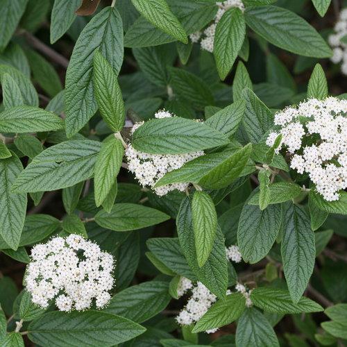 Viburnum Rhytidophylloides - View 2 from www redcrocus com