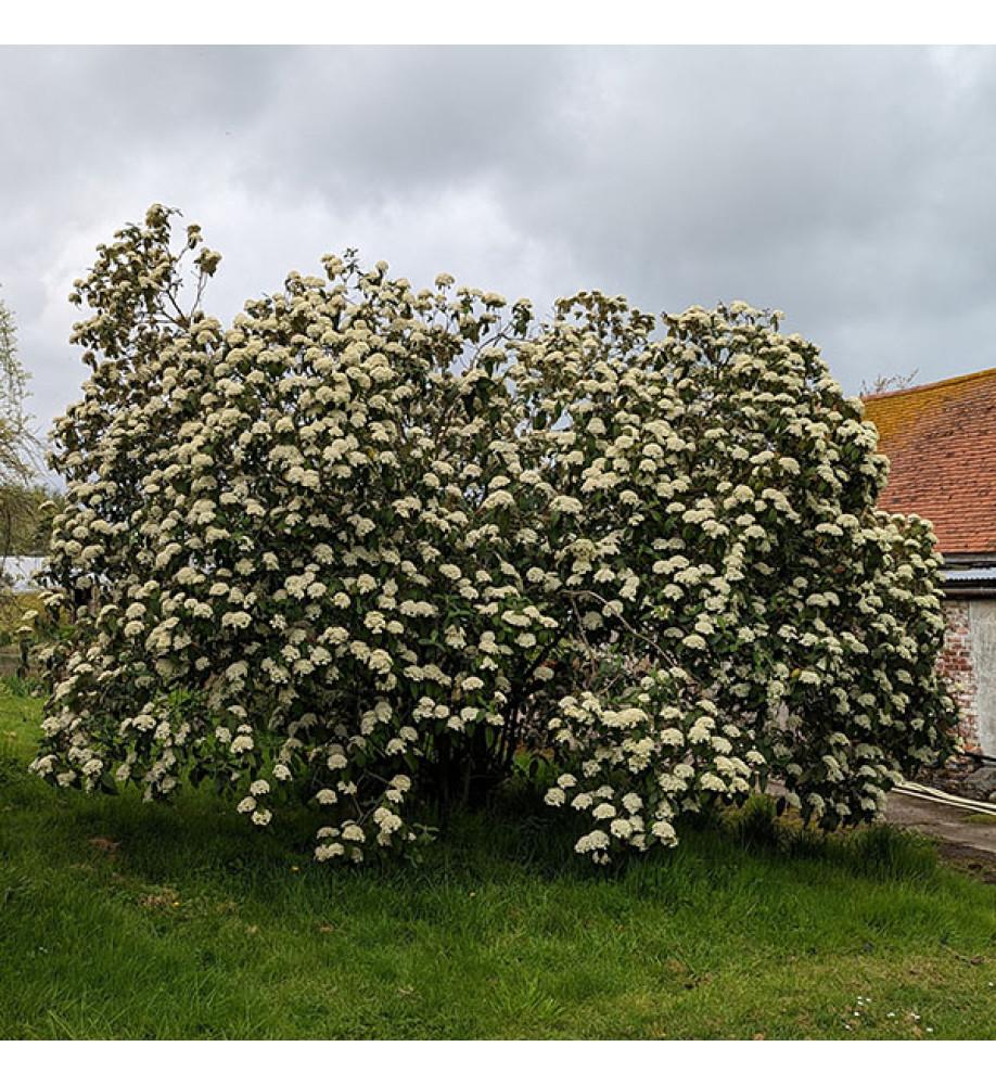 Viburnum Rhytidophylloides - View 30 from www redcrocus com
