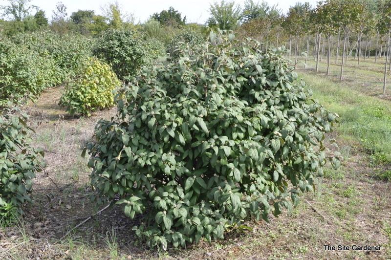 Viburnum Rhytidophylloides - View 33 from www redcrocus com