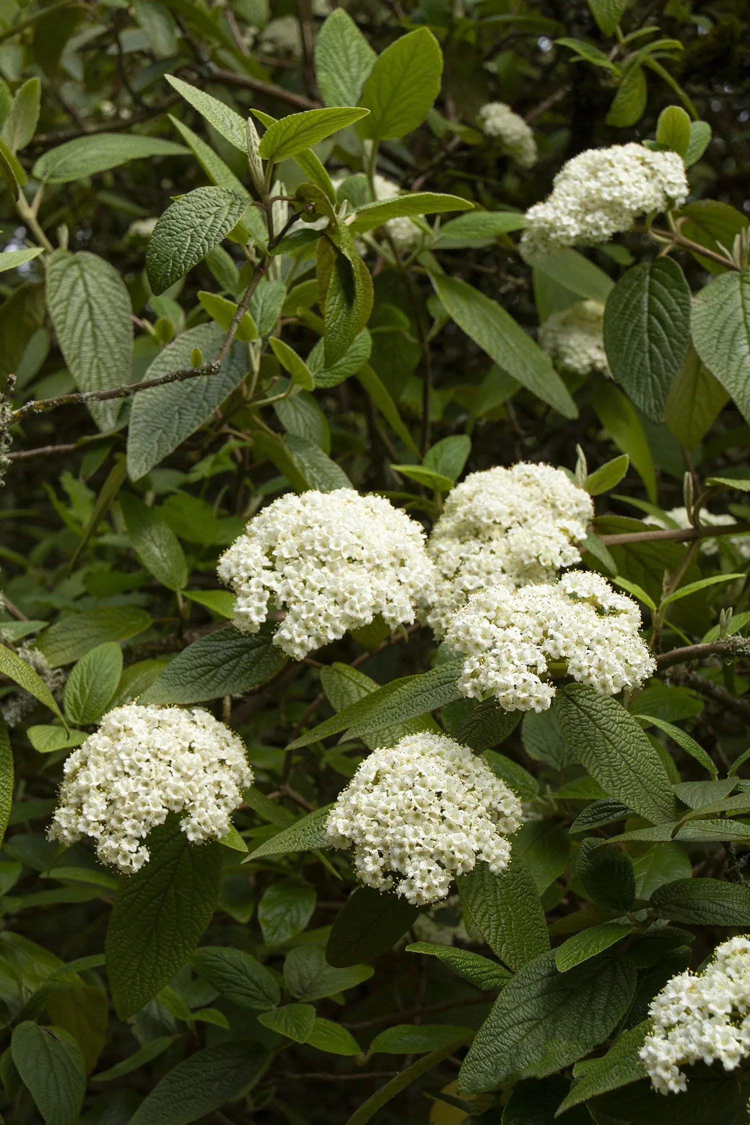 Viburnum Rhytidophylloides - View 34 from www redcrocus com