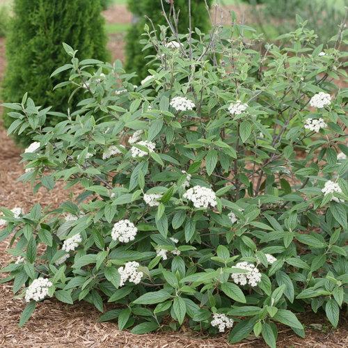 Viburnum Rhytidophylloides - View 36 from www redcrocus com