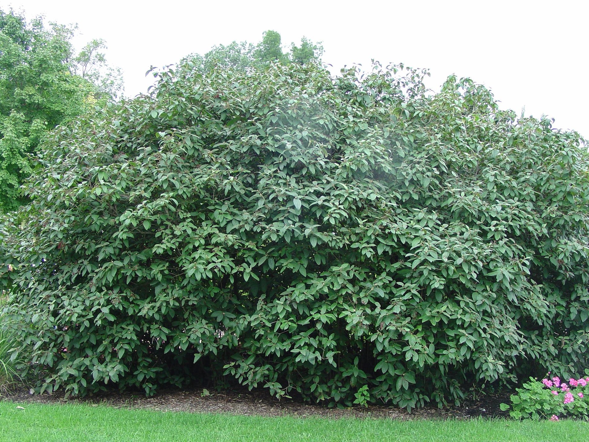 Viburnum Rhytidophylloides - View 38 from www redcrocus com