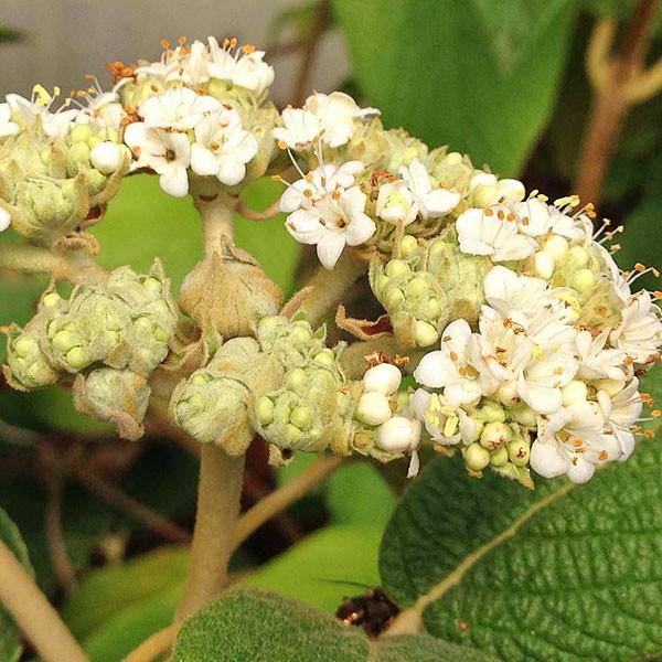 Viburnum Rhytidophylloides - View 39 from www redcrocus com
