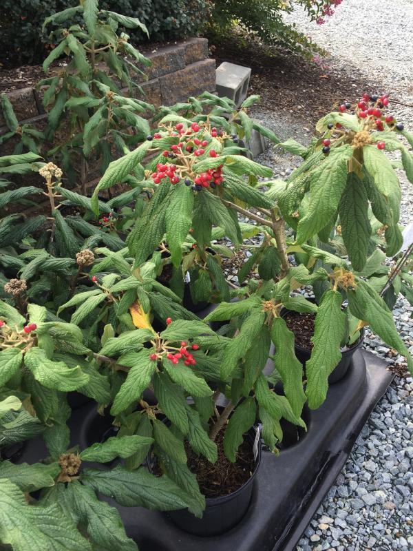 Viburnum Rhytidophylloides - View 40 from www redcrocus com