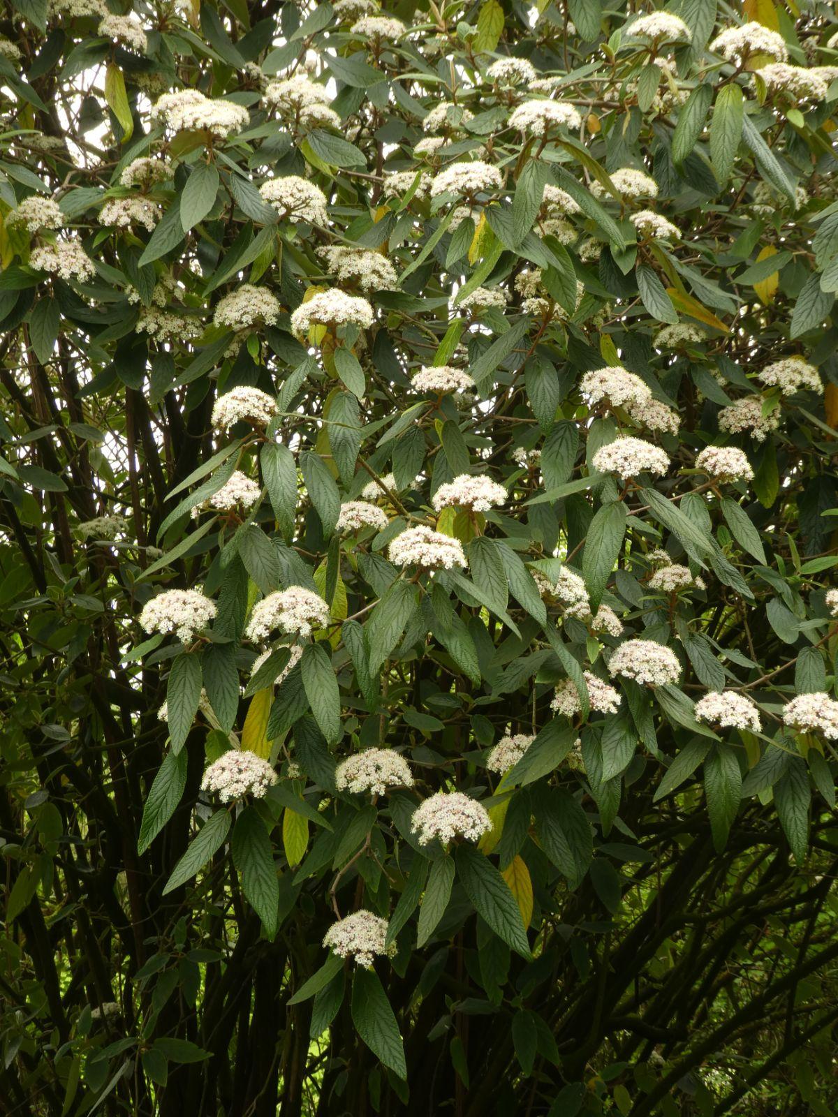 Viburnum Rhytidophylloides - View 9 from www redcrocus com