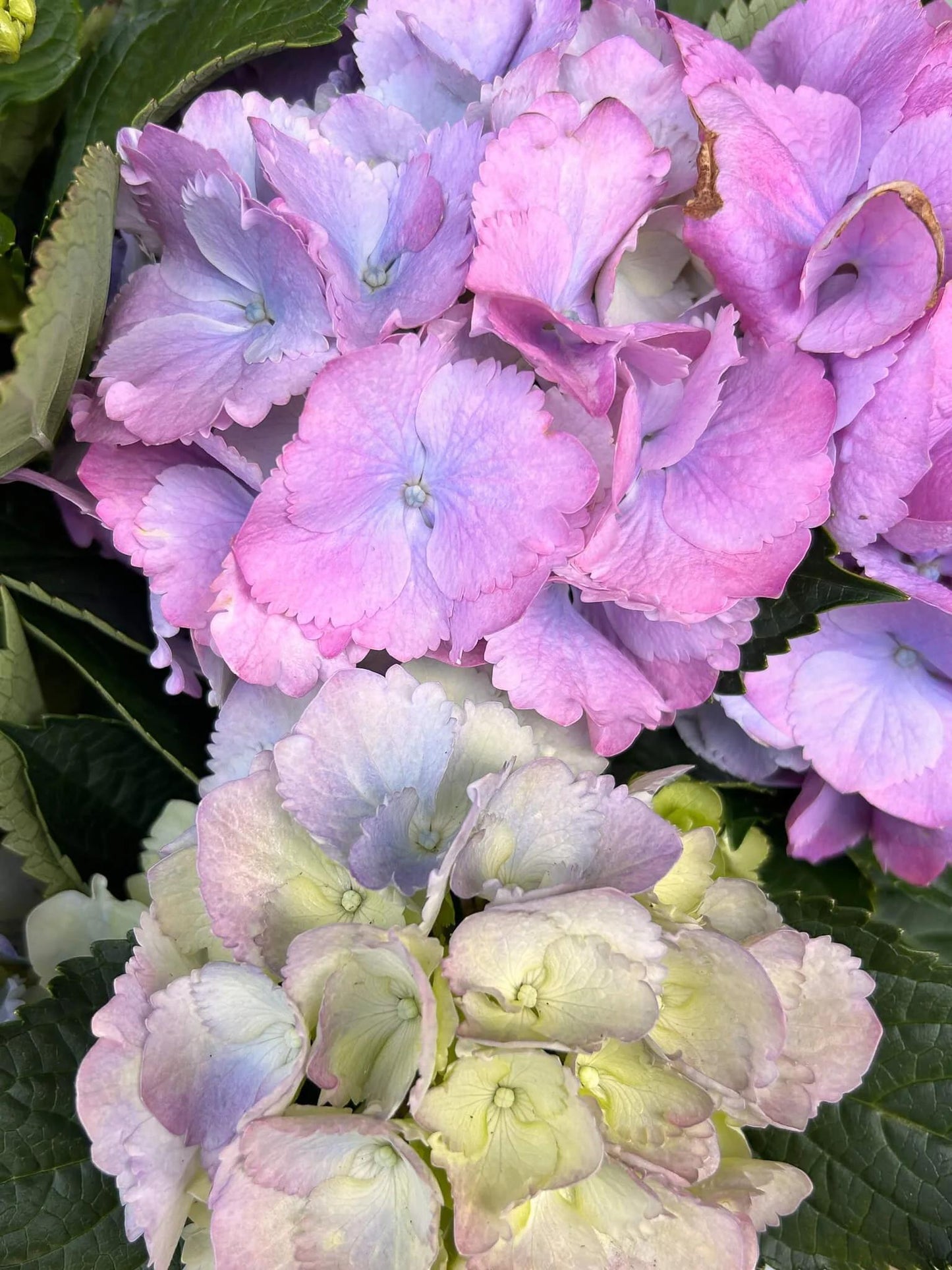 Hydrangea Macrophylla 'mathilda Gutges' - View 10 from www redcrocus com