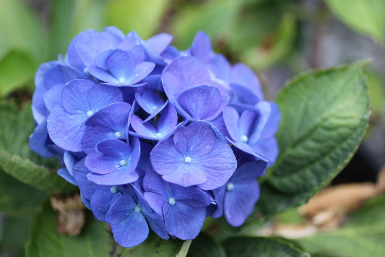 Hydrangea Macrophylla 'mathilda Gutges' - View 11 from www redcrocus com