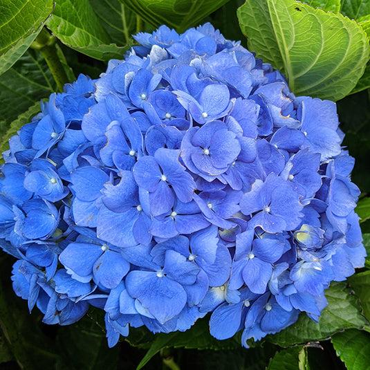 Hydrangea Macrophylla 'mathilda Gutges' - View 12 from www redcrocus com