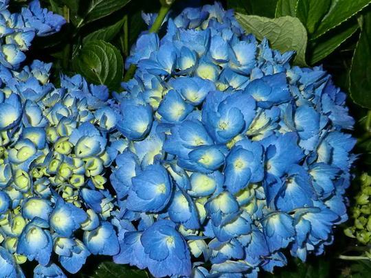 Hydrangea Macrophylla 'mathilda Gutges' - View 13 from www redcrocus com
