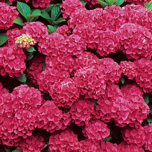 Hydrangea Macrophylla 'mathilda Gutges' - View 14 from www redcrocus com