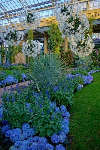 Hydrangea Macrophylla 'mathilda Gutges' - View 15 from www redcrocus com