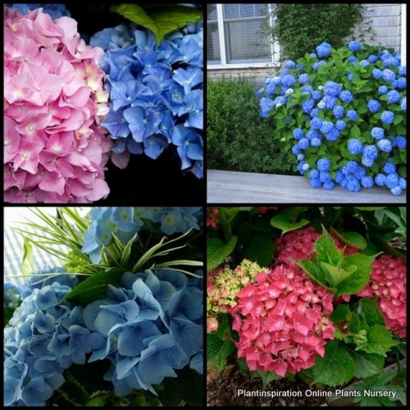 Hydrangea Macrophylla 'mathilda Gutges' - View 16 from www redcrocus com