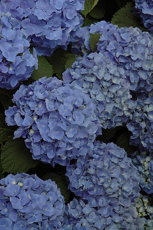 Hydrangea Macrophylla 'mathilda Gutges' - View 17 from www redcrocus com