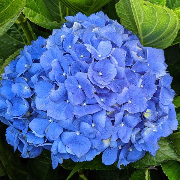 Hydrangea Macrophylla 'mathilda Gutges' - View 18 from www redcrocus com