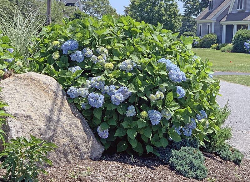 Hydrangea Macrophylla 'mathilda Gutges' - View 19 from www redcrocus com