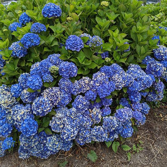 Hydrangea Macrophylla 'mathilda Gutges' - View 1 from www redcrocus com