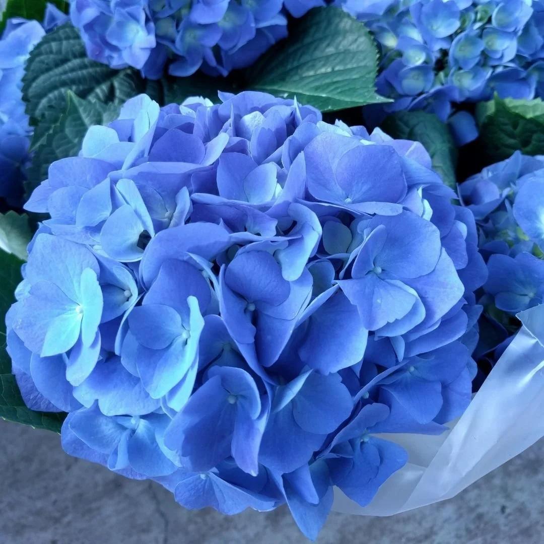 Hydrangea Macrophylla 'mathilda Gutges' - View 20 from www redcrocus com