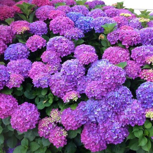 Hydrangea Macrophylla 'mathilda Gutges' - View 21 from www redcrocus com
