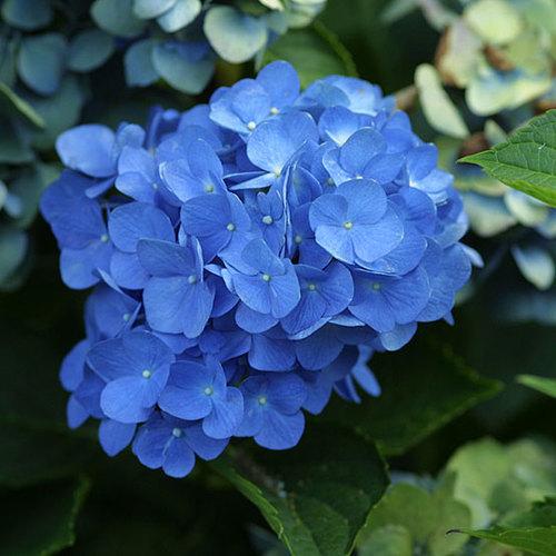 Hydrangea Macrophylla 'mathilda Gutges' - View 22 from www redcrocus com