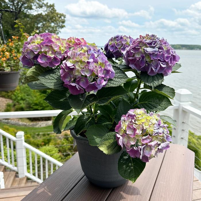 Hydrangea Macrophylla 'mathilda Gutges' - View 23 from www redcrocus com